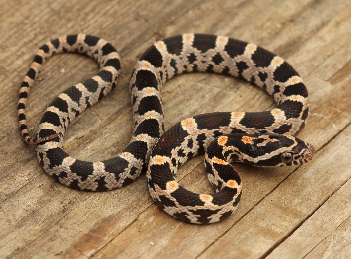 Okeetee Corn Snake